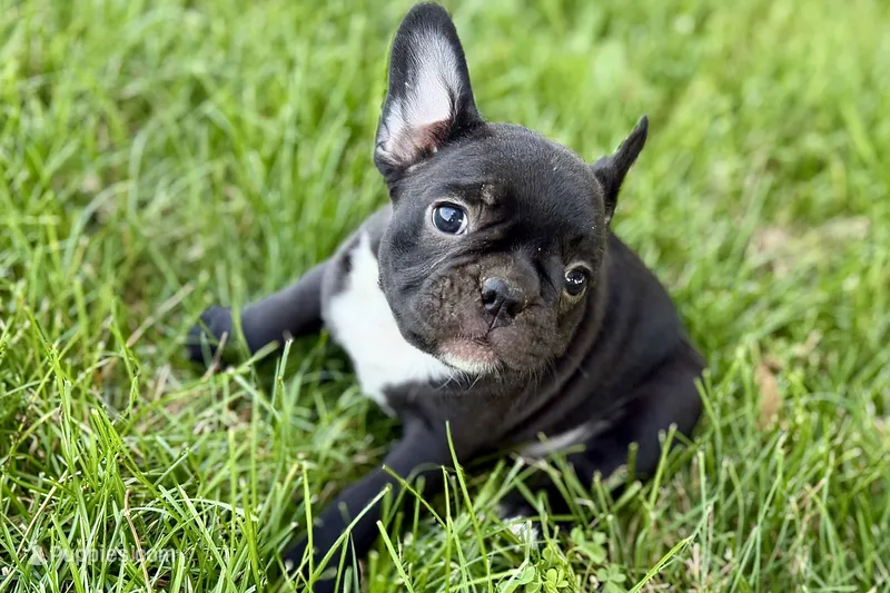 Queenie – Frenchton puppy for sale in Sturgis, MI