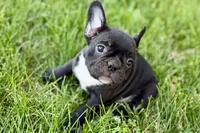 Queenie, a female Frenchton for sale in Sturgis, MI – 1 of 9