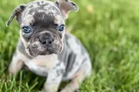 Breezy , a female French Bulldog for sale in Sturgis, MI – 8 of 10