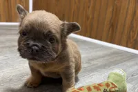 Ruby, a female French Bulldog for sale in Sturgis, MI – 5 of 9