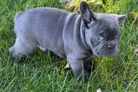 Kurt, a male French Bulldog for sale in Sturgis, MI – 8 of 10