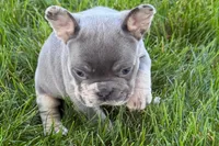 Rafe, a male French Bulldog for sale in Sturgis, MI – 2 of 9