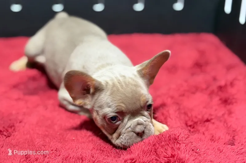 Babe – French Bulldog puppy for sale in Sturgis, MI