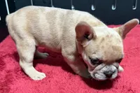 Lacy, a  French Bulldog for sale in Sturgis, MI – 8 of 10