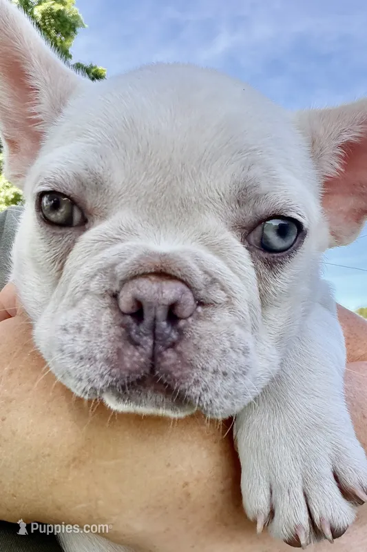 Stella – French Bulldog puppy for sale in Sturgis, MI