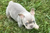 Eddie, a male French Bulldog for sale in Sturgis, MI – 6 of 9