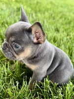 Bonnie, a female French Bulldog for sale in Sturgis, MI – 8 of 9