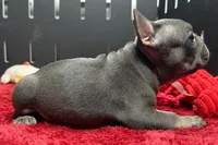 Xia , a female French Bulldog for sale in Sturgis, MI – 8 of 10