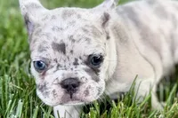 Gizmo, a male French Bulldog for sale in Sturgis, MI – 6 of 10