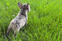Vera, a female Frenchton for sale in Sturgis, MI – 2 of 6
