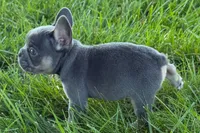 Ronnie, a male French Bulldog for sale in Sturgis, MI – 5 of 10