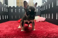 Zebra, a female French Bulldog for sale in Sturgis, MI – 9 of 9