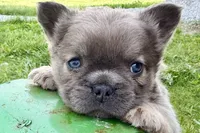 Samson, a male French Bulldog for sale in Sturgis, MI – 1 of 10