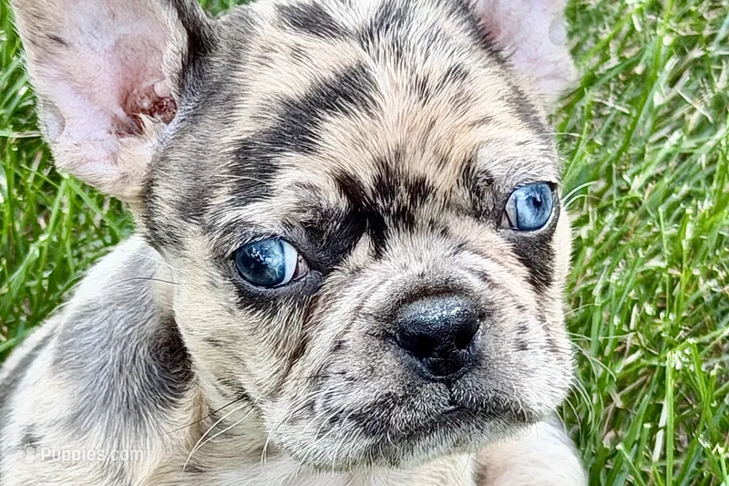 Roxy  – Frenchton puppy for sale in Sturgis, MI