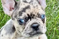 Roxy , a female Frenchton for sale in Sturgis, MI – 1 of 10