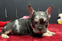 Zack , a male French Bulldog for sale in Sturgis, MI – 6 of 9