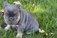 Kanto , a male French Bulldog for sale in Sturgis, MI – 3 of 9