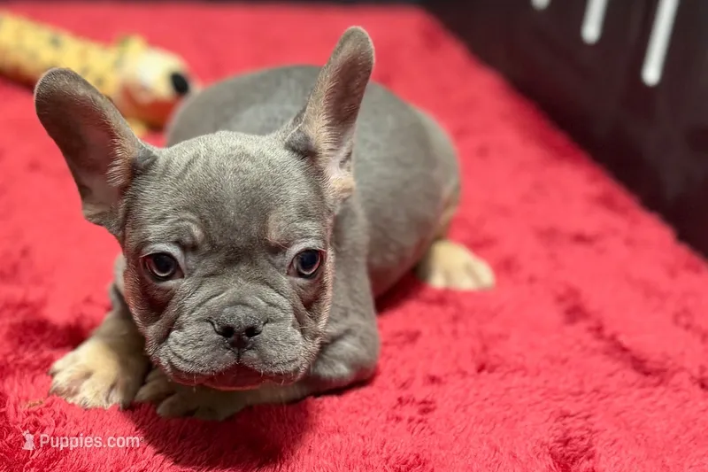 Ronnie – French Bulldog puppy for sale in Sturgis, MI