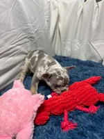 Flick, a male French Bulldog for sale in Sturgis, MI – Photo 6 of 10