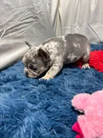 Flick, a male French Bulldog for sale in Sturgis, MI – Photo 2 of 10