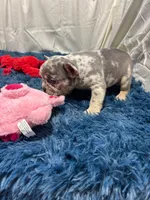 Flick, a male French Bulldog for sale in Sturgis, MI – Photo 4 of 10