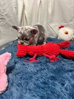 Flick, a male French Bulldog for sale in Sturgis, MI – Photo 7 of 10