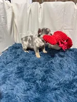 Flick, a male French Bulldog for sale in Sturgis, MI – Photo 10 of 10