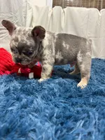 Flick, a male French Bulldog for sale in Sturgis, MI – Photo 9 of 10