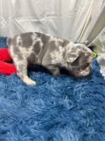 Flick, a male French Bulldog for sale in Sturgis, MI – Photo 3 of 10