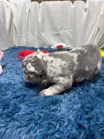 Flick, a male French Bulldog for sale in Sturgis, MI – Photo 8 of 10