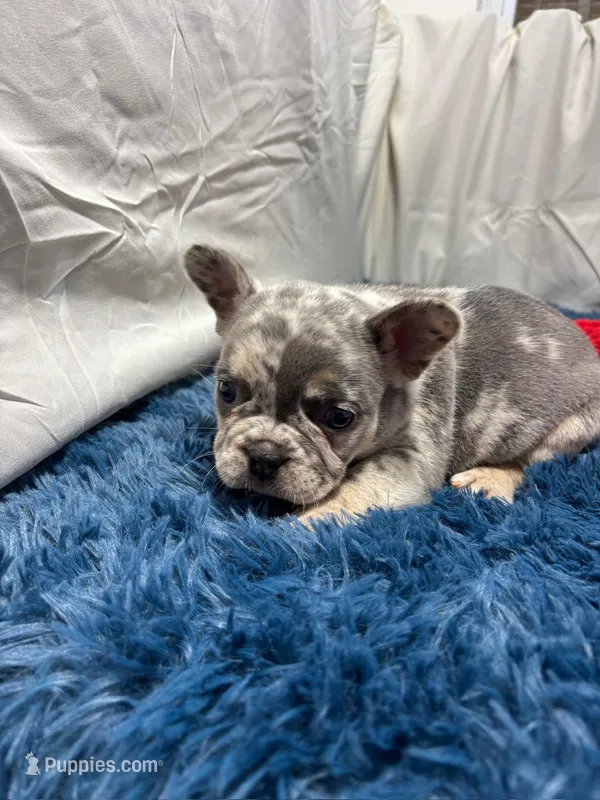 Flick – French Bulldog puppy for sale in Sturgis, MI