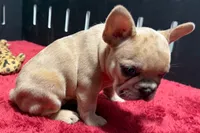 Lacy, a  French Bulldog for sale in Sturgis, MI – 7 of 10