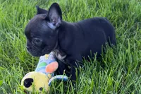 Paula , a female French Bulldog for sale in Sturgis, MI – 5 of 9
