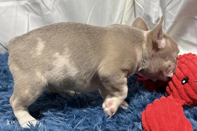 Izzy – Boston Terrier, French Bulldog puppy for sale in Sturgis, MI