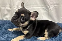 Benny , a male French Bulldog for sale in Sturgis, MI – Photo 9 of 10