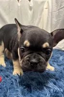 Benny , a male French Bulldog for sale in Sturgis, MI – Photo 3 of 10