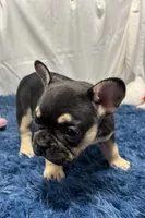 Benny , a male French Bulldog for sale in Sturgis, MI – Photo 7 of 10