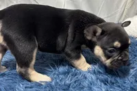 Benny , a male French Bulldog for sale in Sturgis, MI – Photo 2 of 10