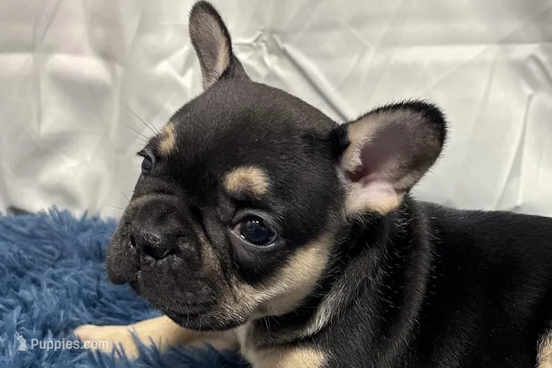 Benny  – French Bulldog puppy for sale in Sturgis, MI