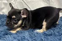 Benny , a male French Bulldog for sale in Sturgis, MI – Photo 8 of 10