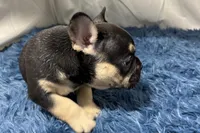 Benny , a male French Bulldog for sale in Sturgis, MI – Photo 10 of 10