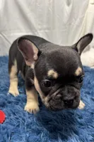 Benny , a male French Bulldog for sale in Sturgis, MI – Photo 6 of 10