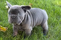 Kurt, a male French Bulldog for sale in Sturgis, MI – 10 of 10