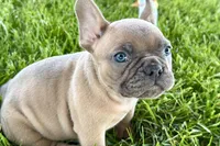 Blu, a male French Bulldog for sale in Sturgis, MI – 2 of 10