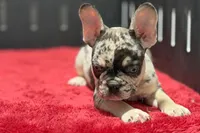 Zippy , a male French Bulldog for sale in Sturgis, MI – 10 of 10