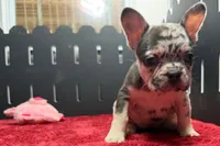 Zina , a female French Bulldog for sale in Sturgis, MI – 7 of 8