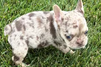 Kara, a female French Bulldog for sale in Sturgis, MI – 7 of 10