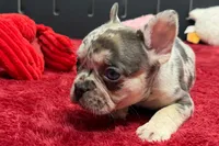 Zero, a female French Bulldog for sale in Sturgis, MI – 3 of 8