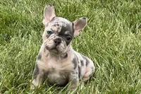 Ethel, a female French Bulldog for sale in Sturgis, MI – 5 of 9