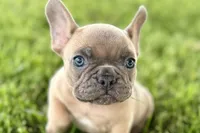 Blu, a male French Bulldog for sale in Sturgis, MI – 8 of 10